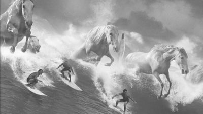 Horses and surfers.jpg